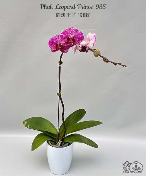 美琪園藝Miki Orchid - 品種詳細頁